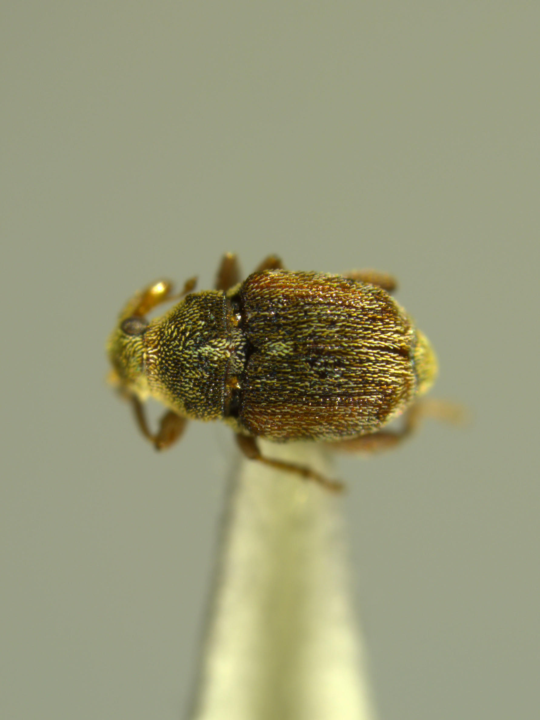Dorsal view of Euscepes postfasciatus. Specimen ICCDRS10569 Photo: ICCDRS Collection.